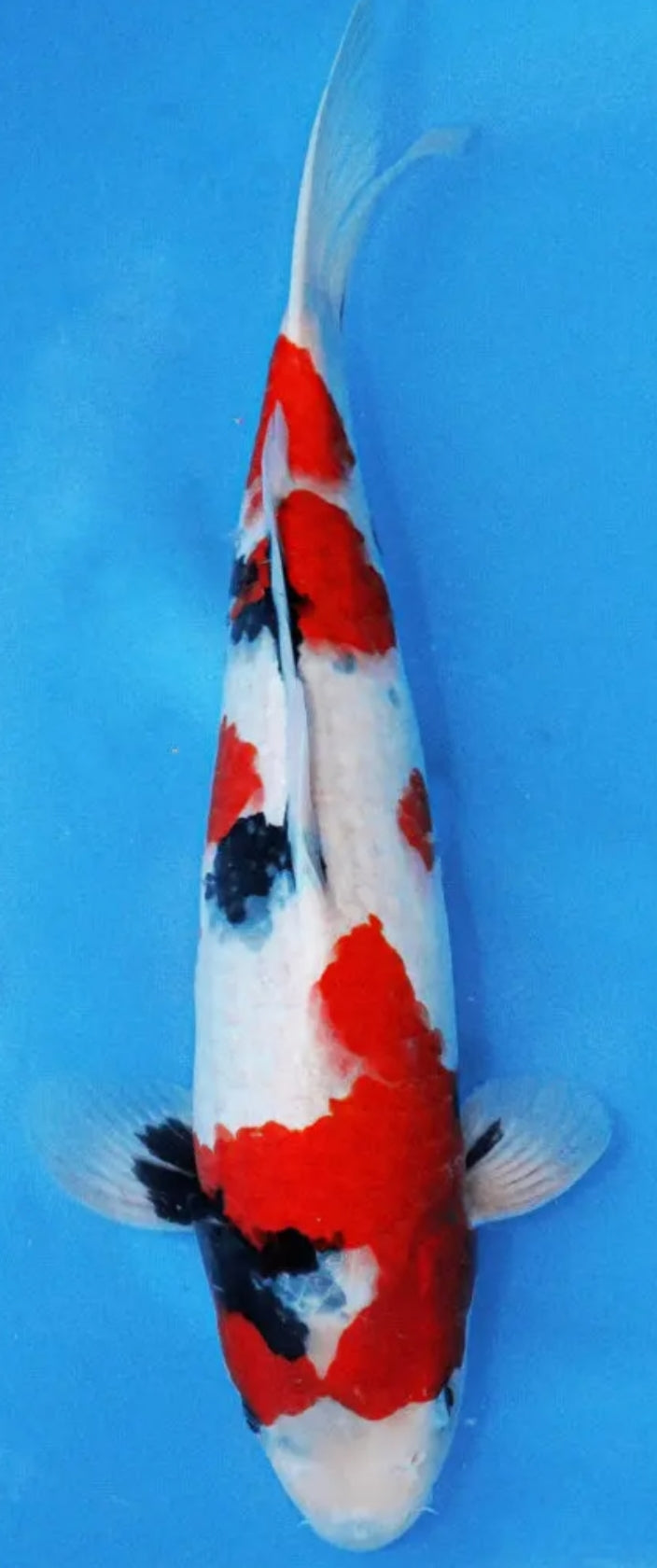Yagenji : Showa N46 cm