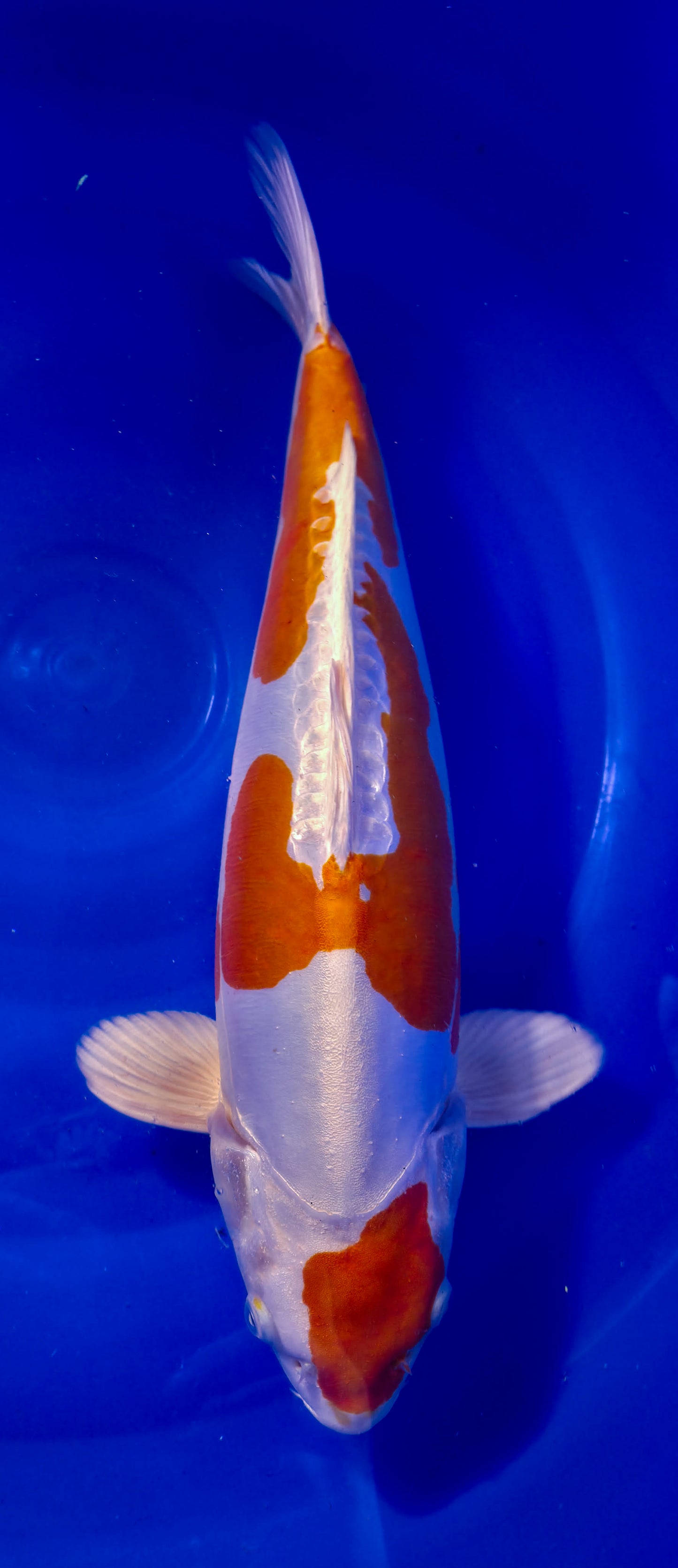 Himitsu: Kikusui 48cm (HIM001)