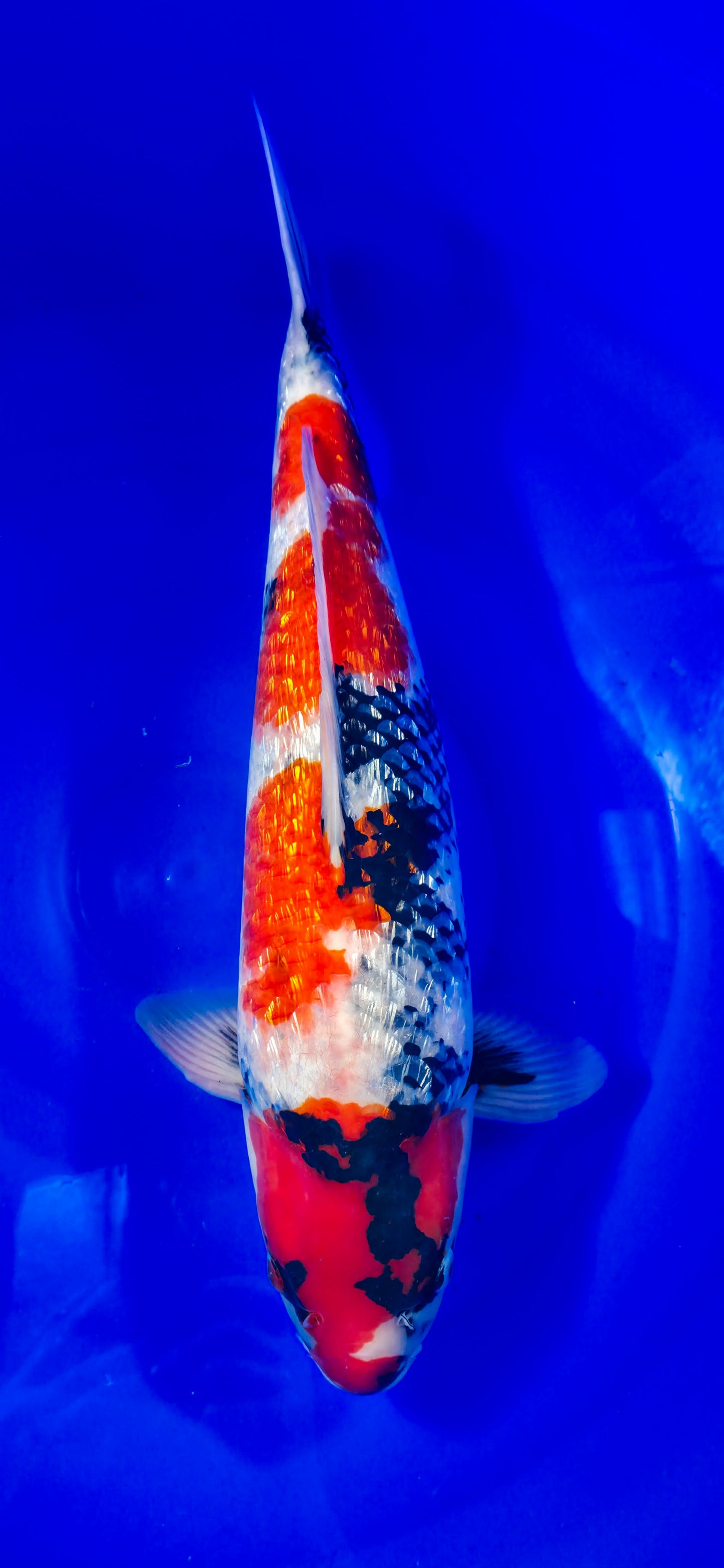 Hiroi: Showas ginrin 53cm (HIR003)