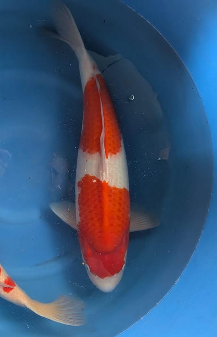 Himitsu : Kohaku 55/60cm VHQ (HIM2503)