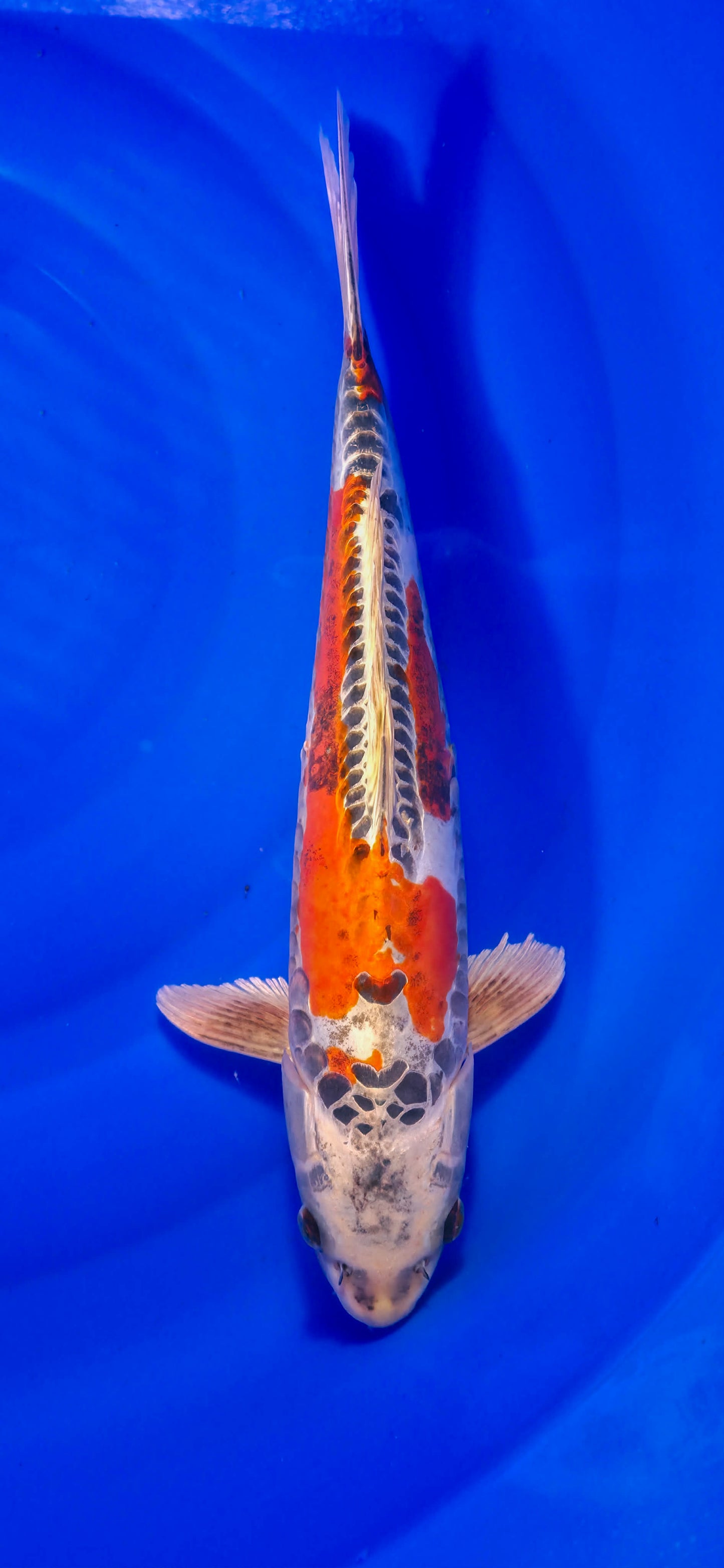 Papa Maruseï: Ki Kiko 42cm (MAR26002)
