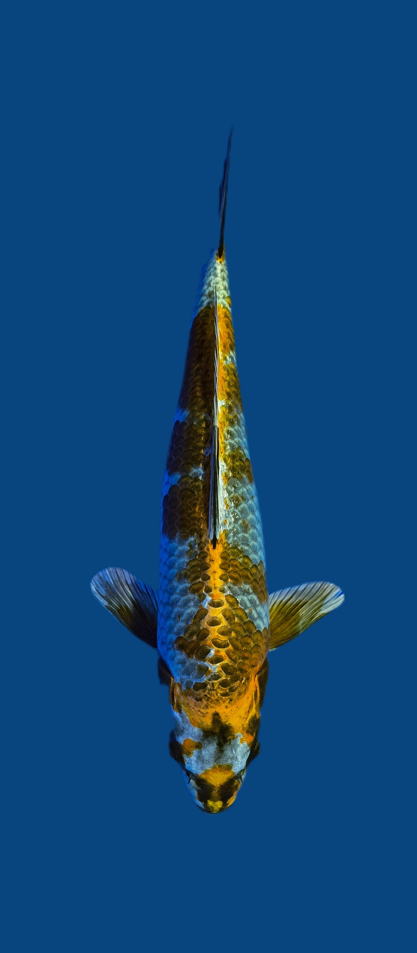 Ikarashi Ozumi: Béni ginga 40cm (IKO08)