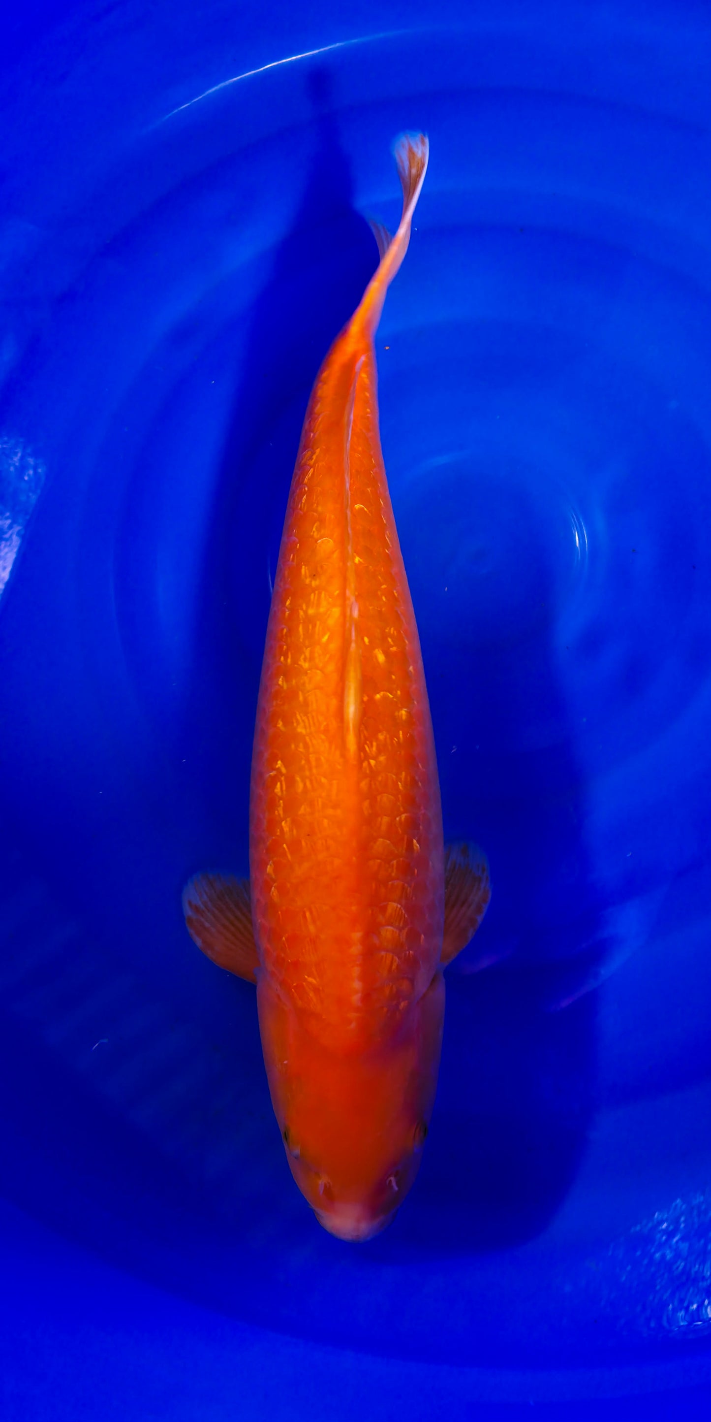 Papa Maruseï: Red karashigoi ginrin 53cm (MAR008)