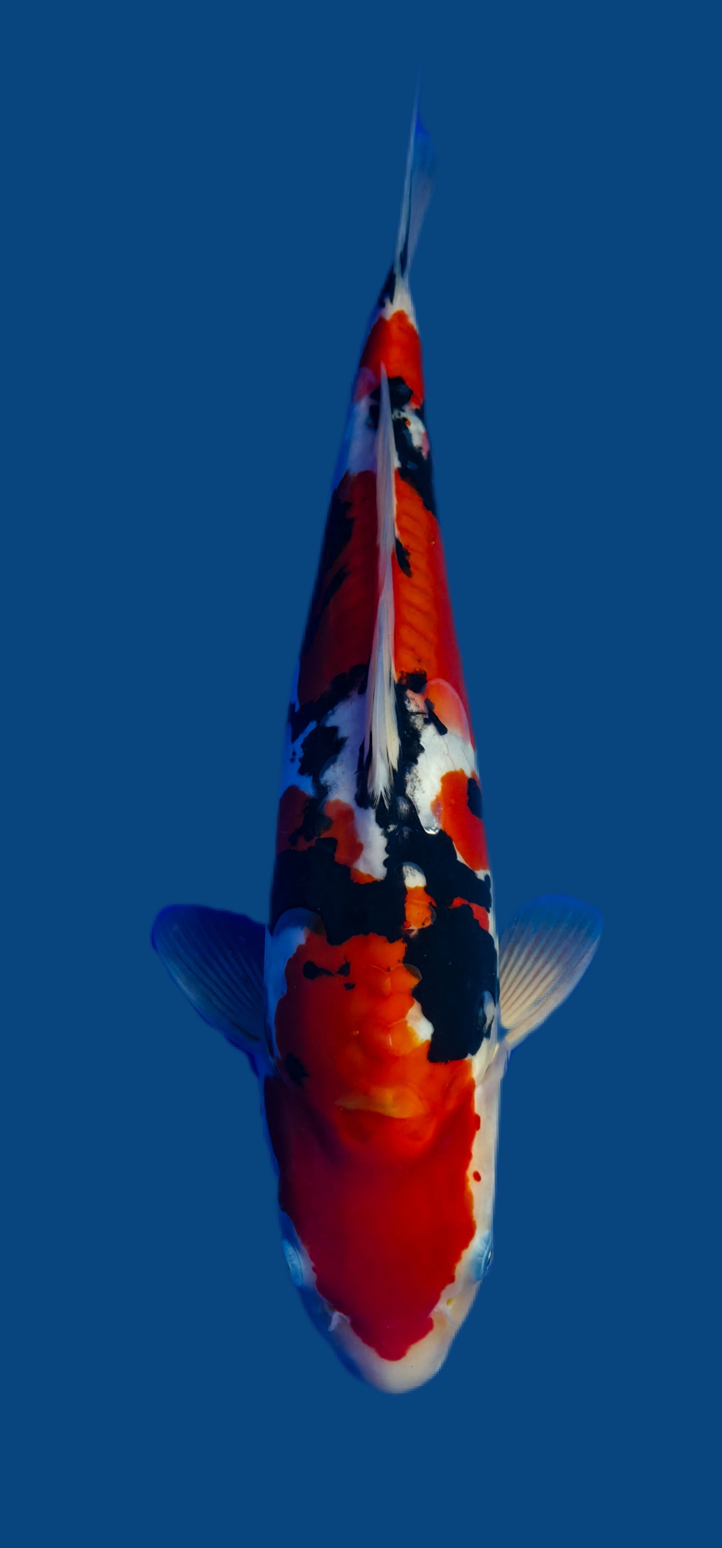 Ikarashi Ozumi: Doitsu sanke 37cm (IKO10)