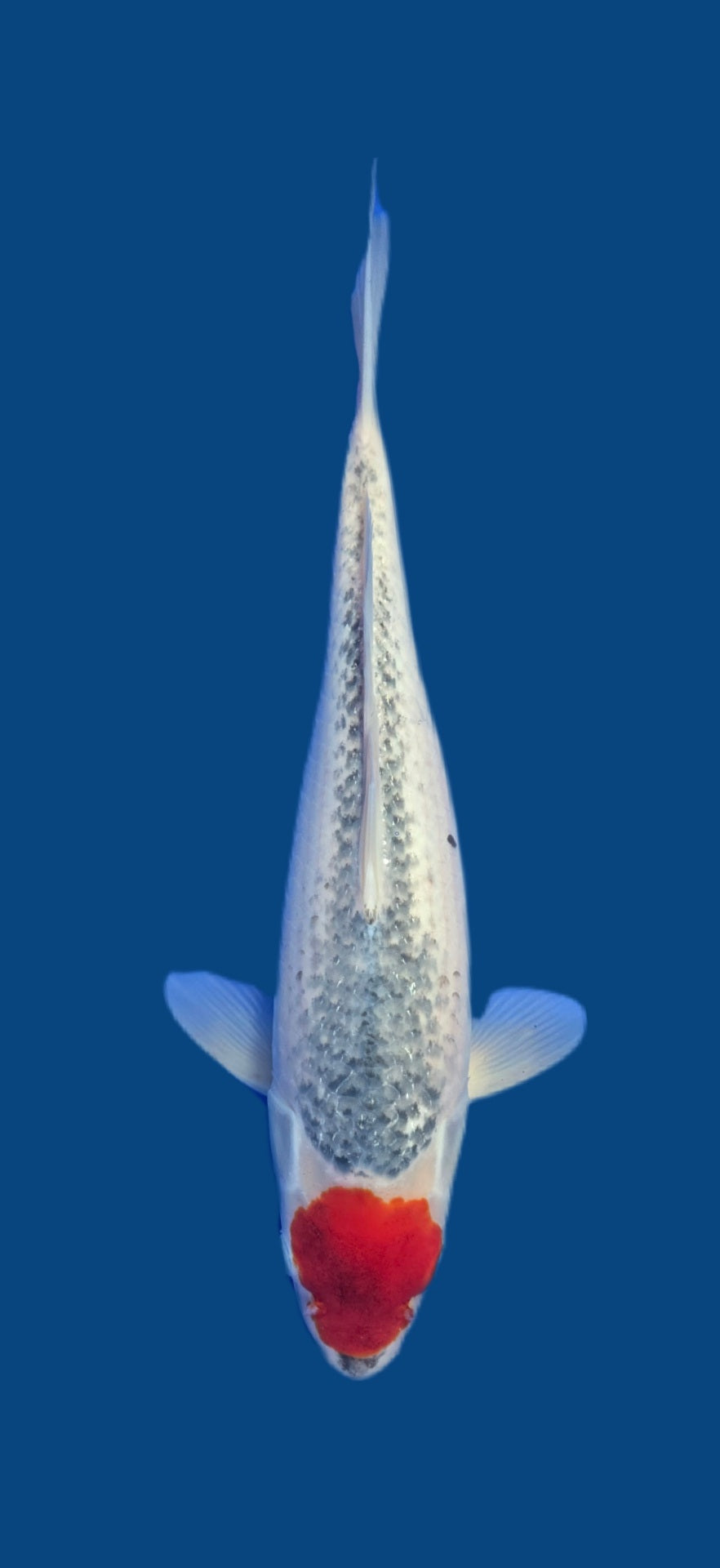 Ikarashi Ozumi: Tancho goshiki 39cm (IKO09)