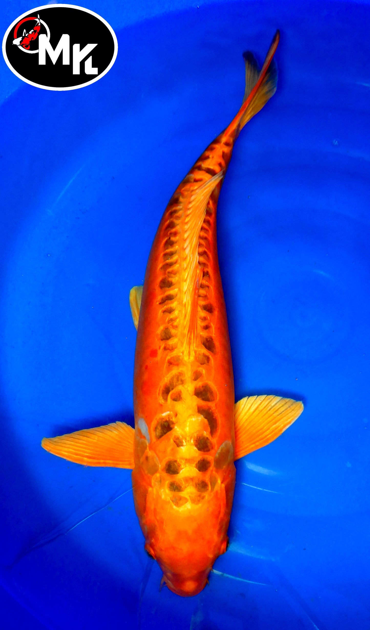 MaruseÏ : Mizuho Ogon (MAR25008)