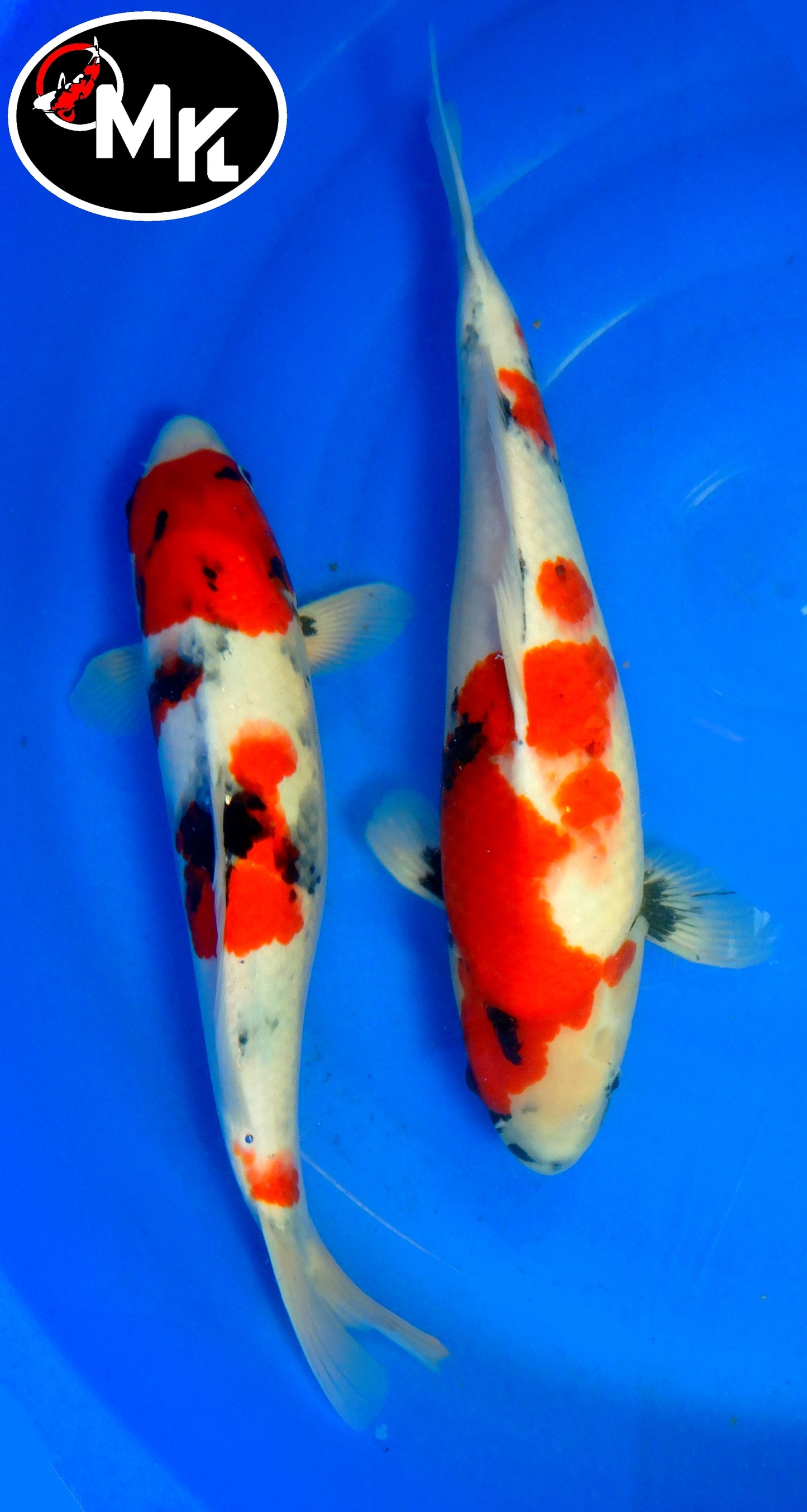 Dainichi : Showa (DAIN25001) (DAIN25002)