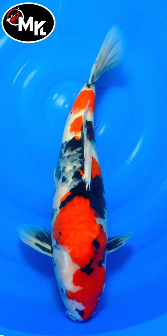Marudo : Showa (MARD25001)