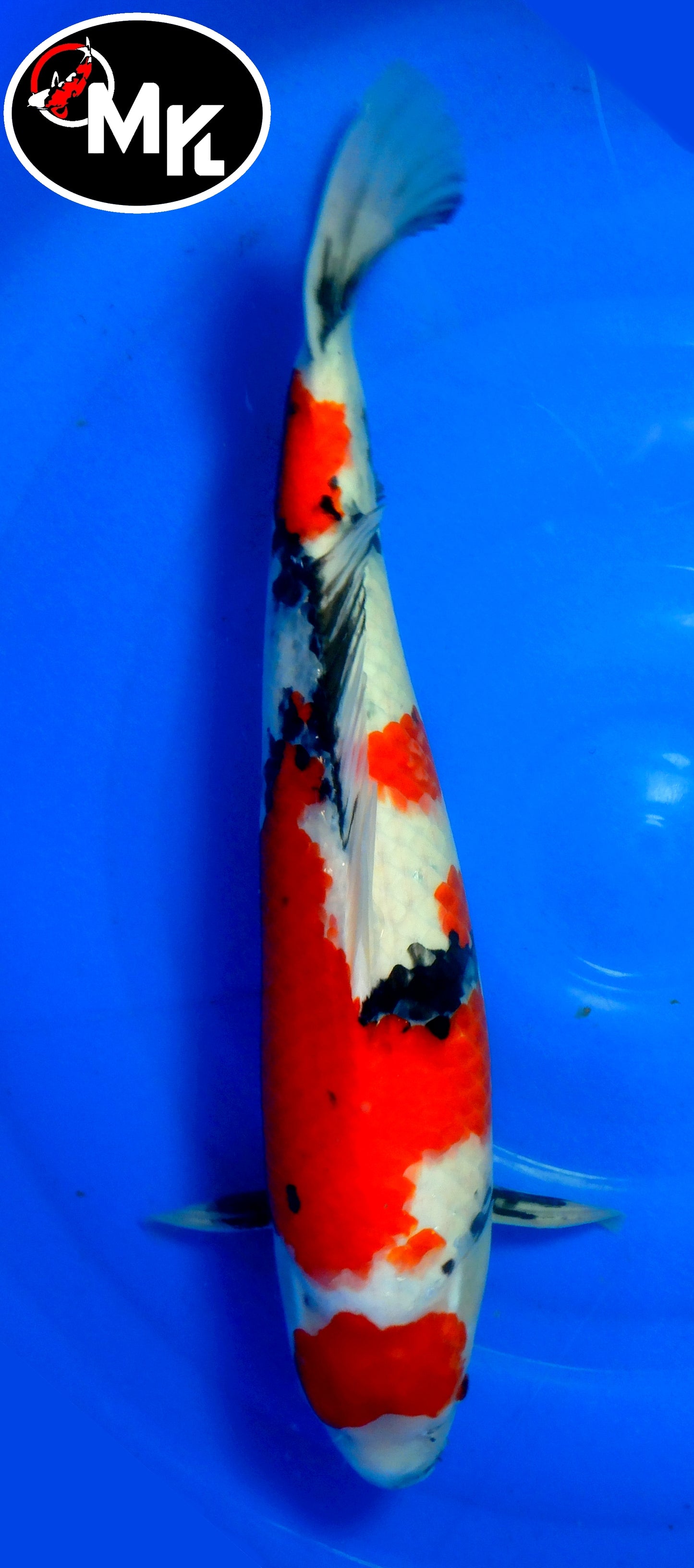 Dainichi : Showa Maruten (DAIN25003)