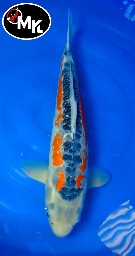 MaruseÏ : Shusui (MAR25010)