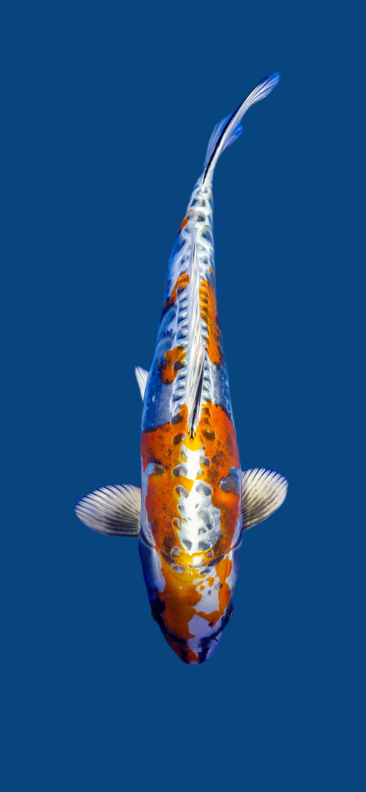 Ikarashi Ozumi: Ki kikokuryu 41cm (IKO07)
