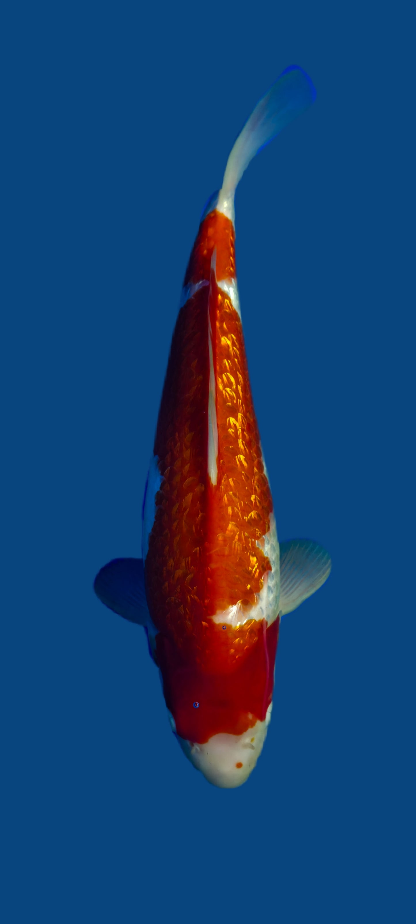 Maruhiro: Ginrin kohaku 37cm (MHI06)