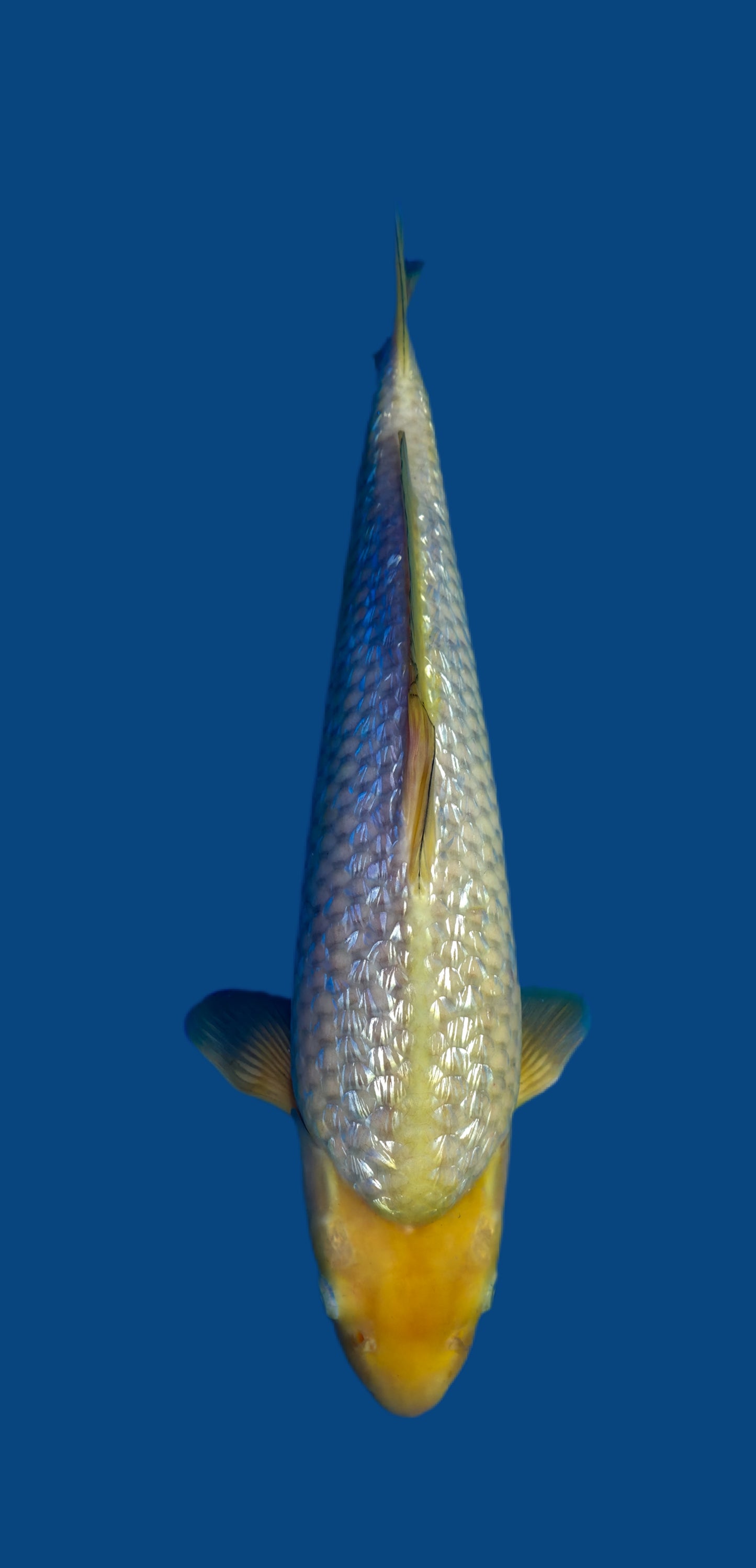 Maruhiro: Ginrin chagoï 41cm (MHI03)