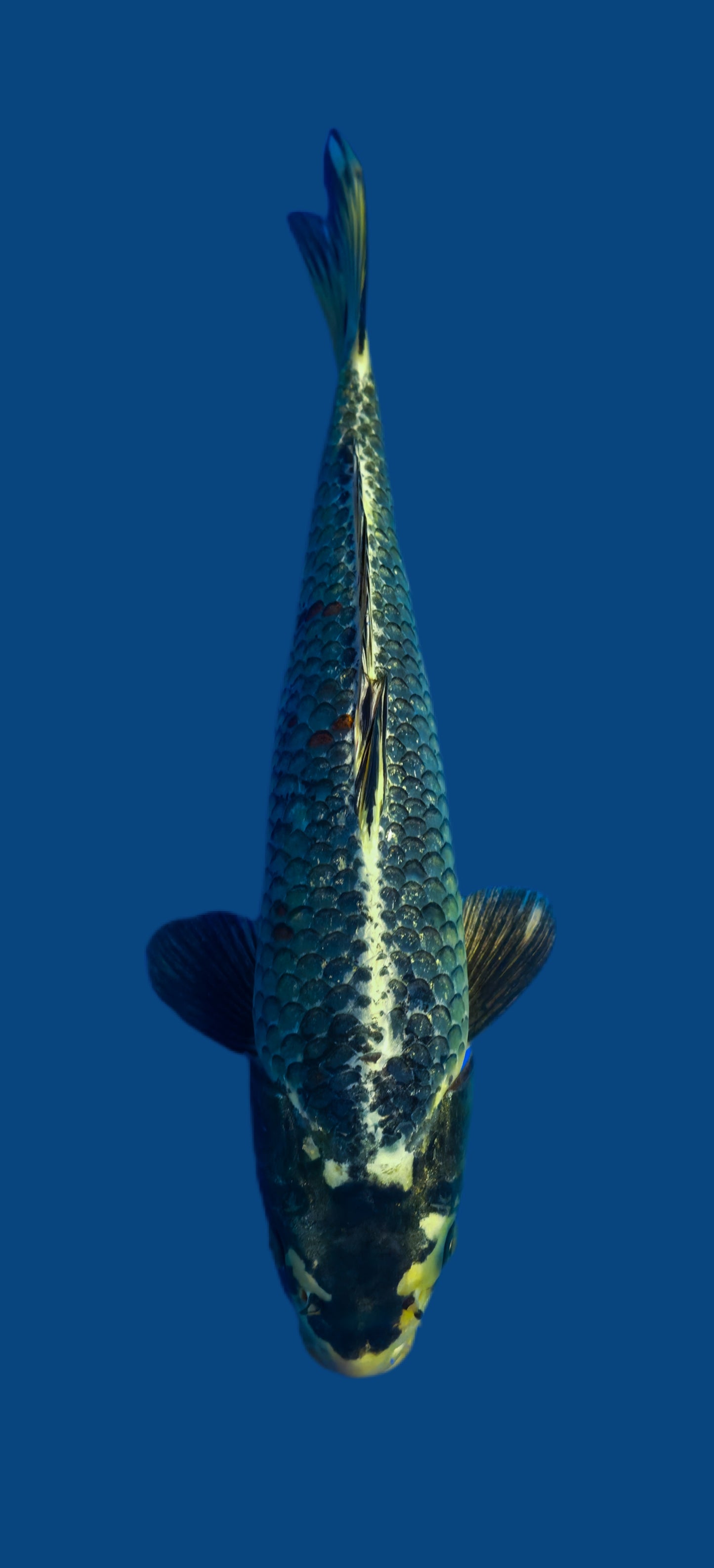 Papa Maruseï: Ginga 37cm (MAR019)