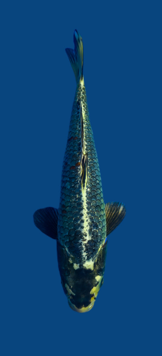 Papa Maruseï: Ginga 37cm (MAR019)