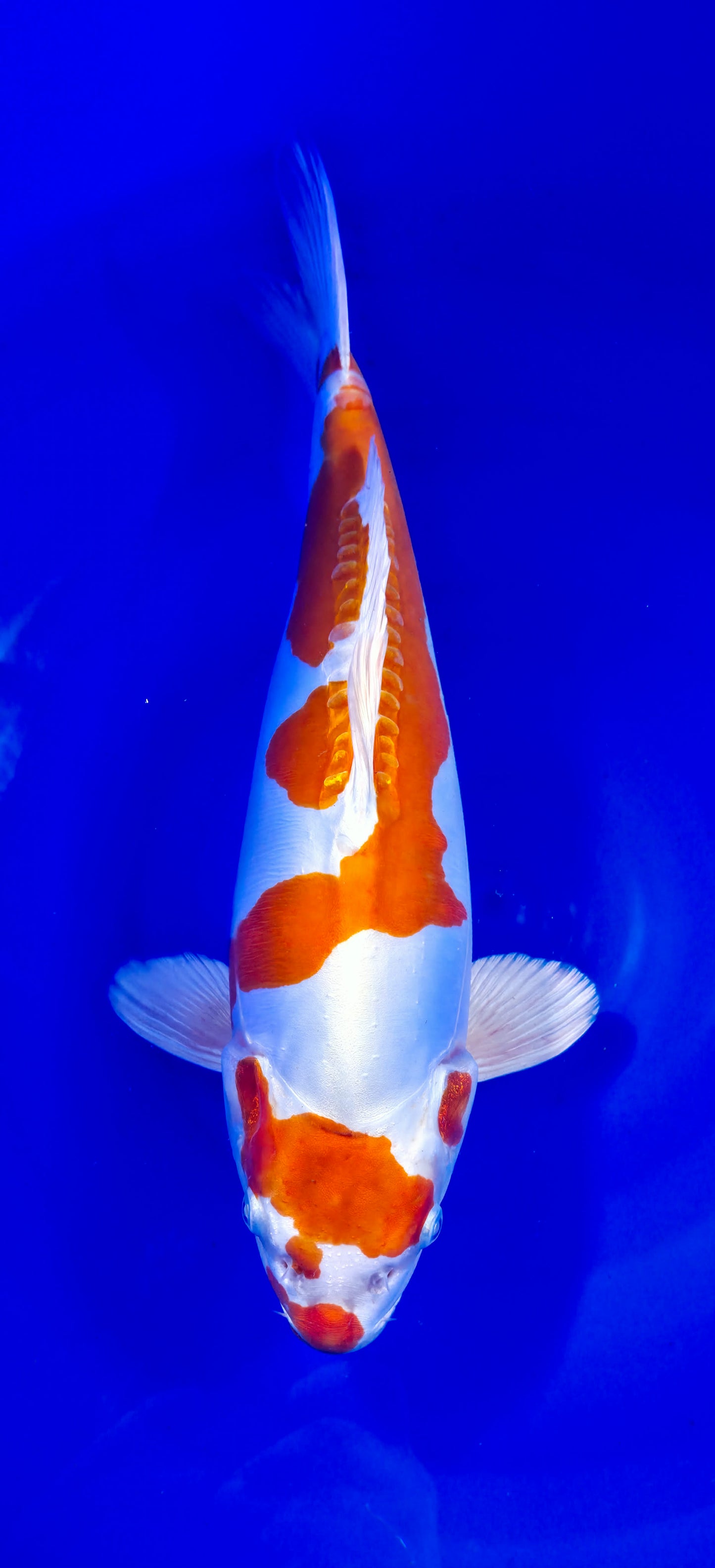 Himitsu: Kikusui 45cm (HIM002)