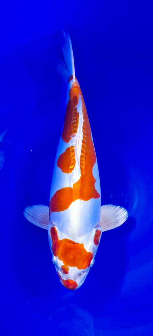 Himitsu: Kikusui 45cm (HIM002)