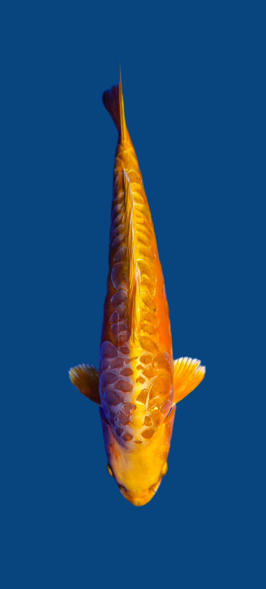 Ikarashi Ozumi: Aragoke Orenji 38cm (IKO01)