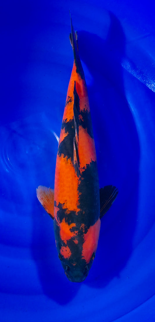 Papa Maruseï: Hi utsuri 52cm (MAR011)