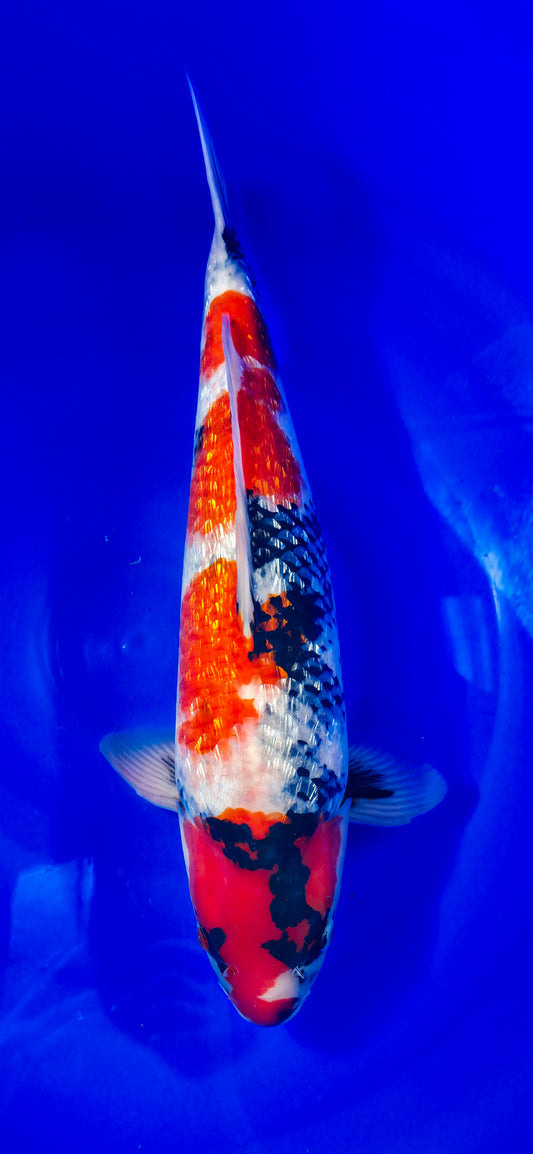 Hiroi: Showas ginrin 53cm (HIR003)