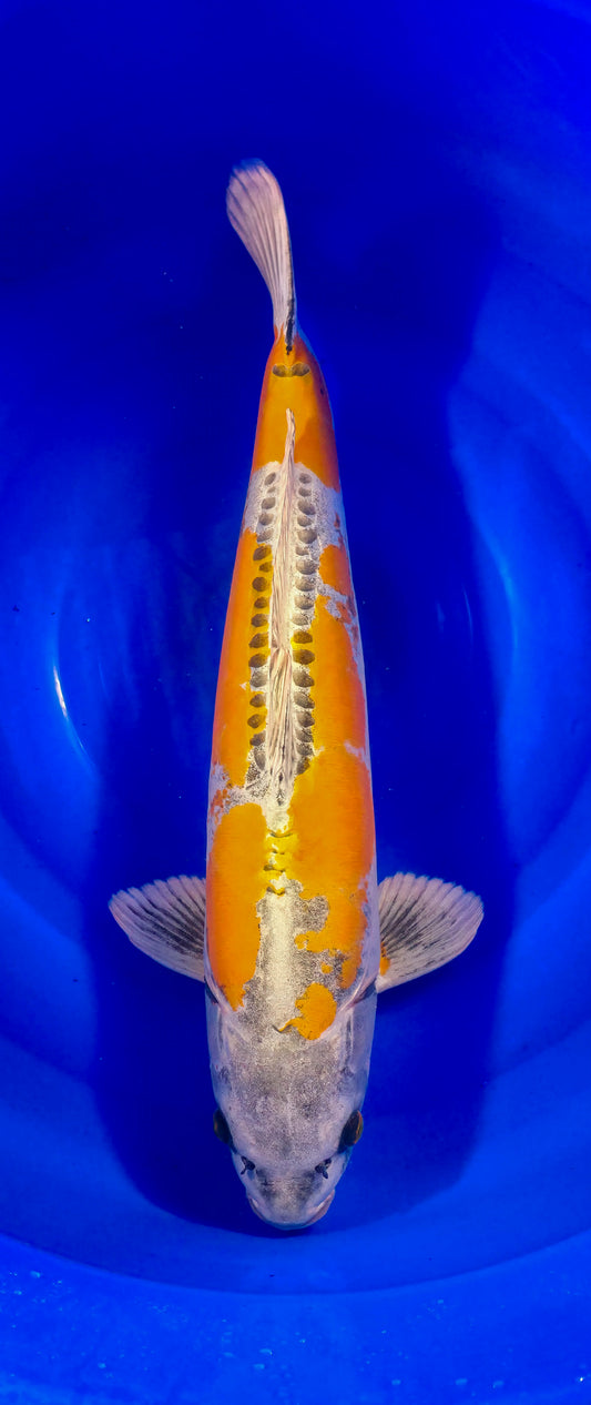 Papa Maruseï: Ki Kiko 61cm (MAR006)