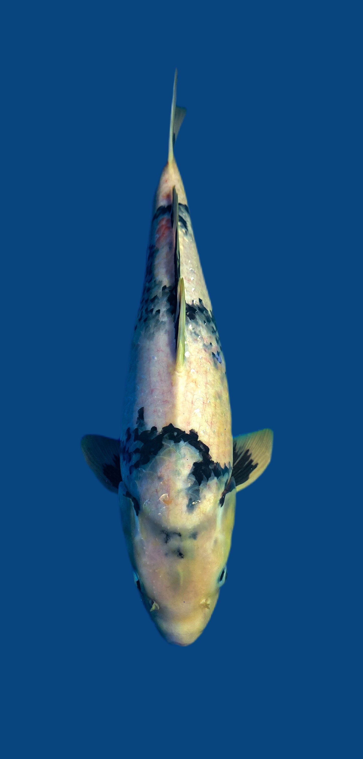 Papa Maruseï: Shiro utsuri 50cm (MAR013)
