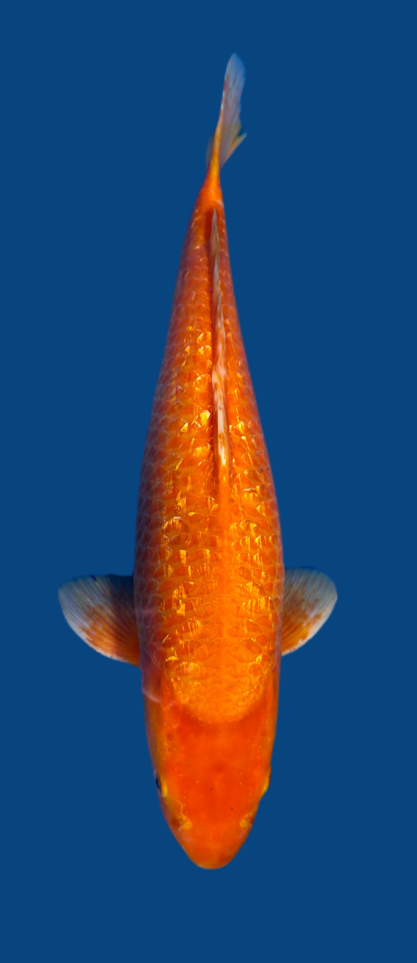 Papa Maruseï: Red karashigoi ginrin 52cm (MAR013)