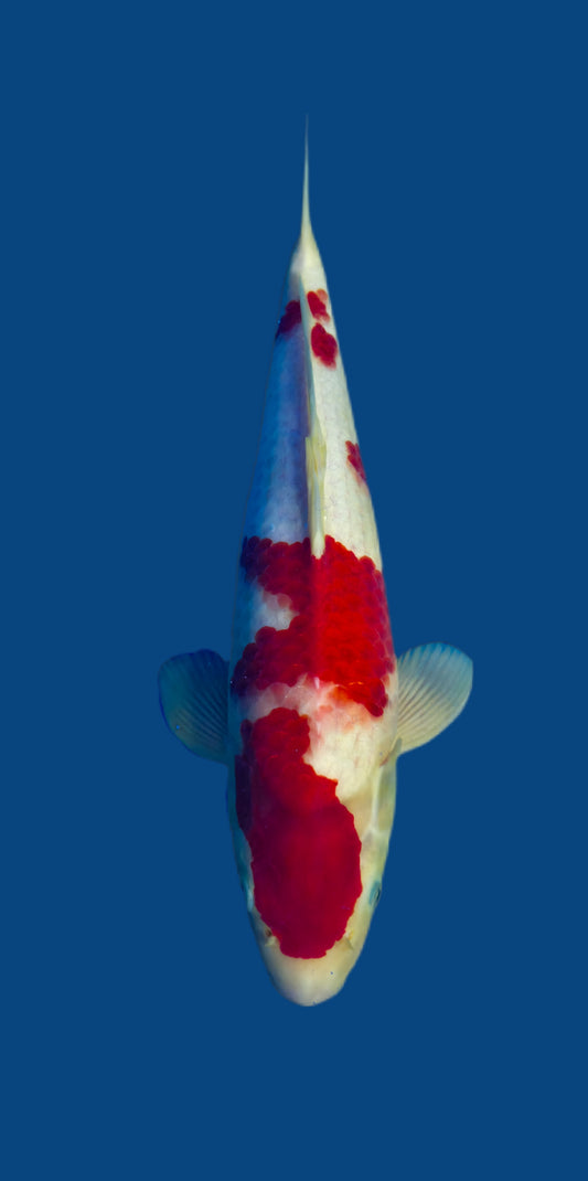 Papa Maruseï: Kohaku 41cm (MAR021)