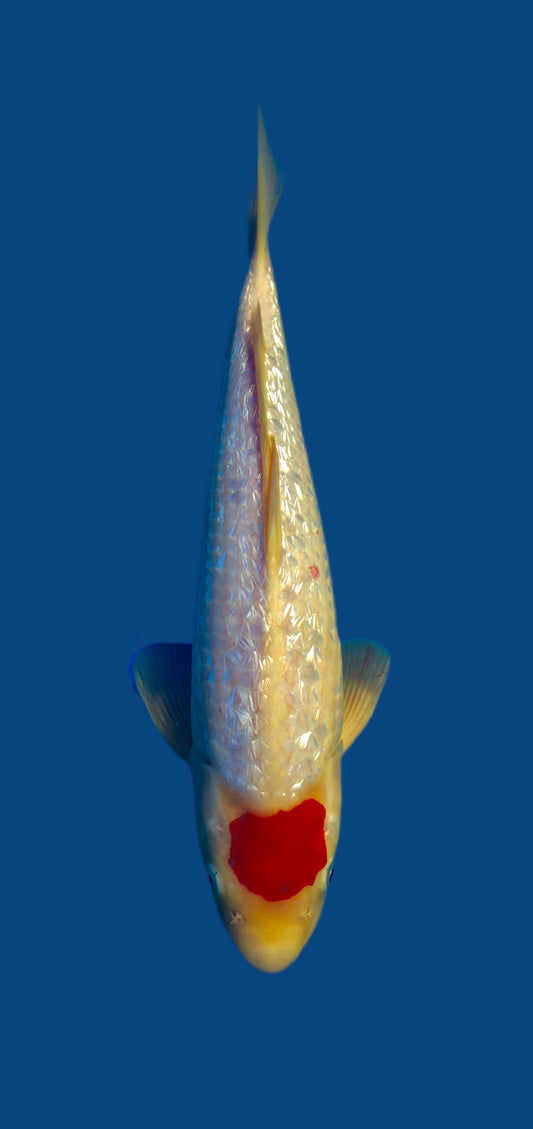 Maruhiro: Ginrin tancho kohaku 35cm (MHI02)