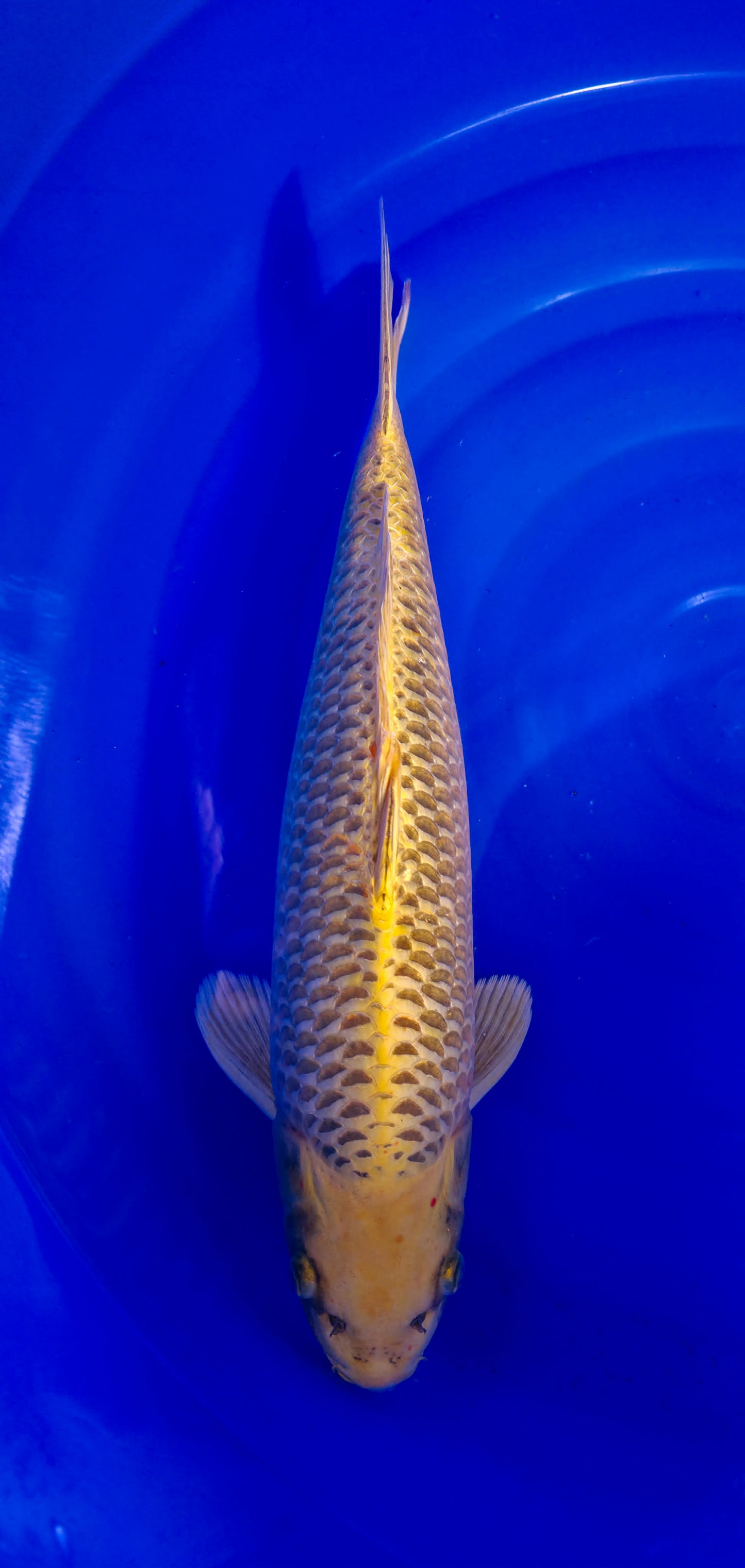 Maruseï: Ki matsuba 49cm (MAR009)