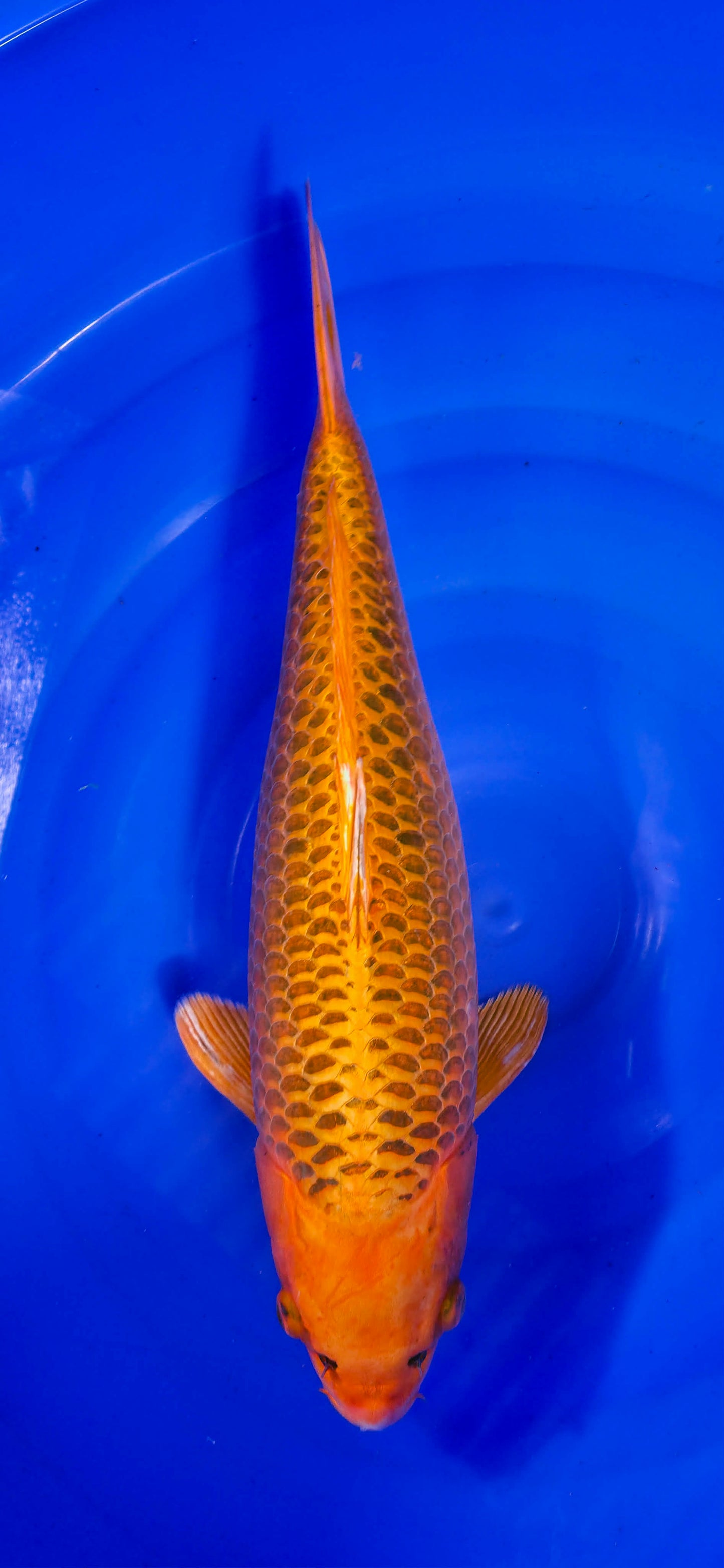 Maruseï: Kin matsuba 48cm (MAR26003)