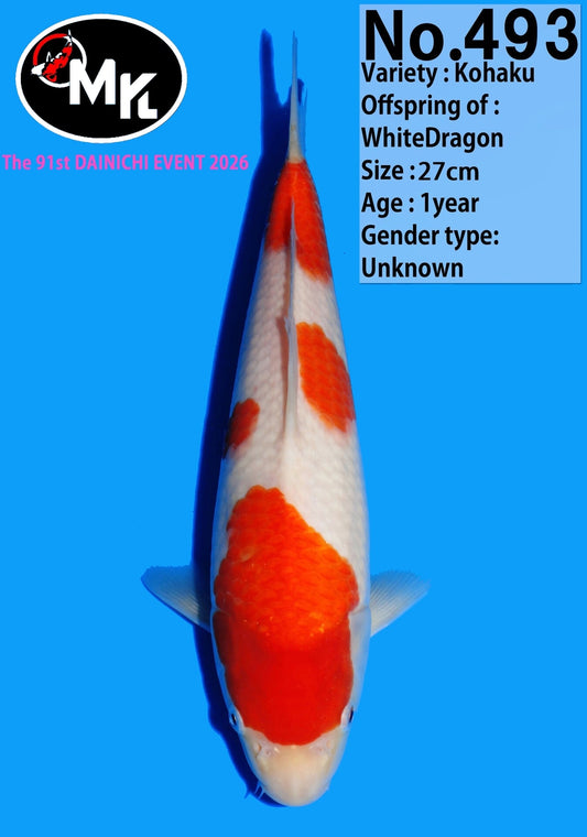 Dainichi: Kohaku T27-N493