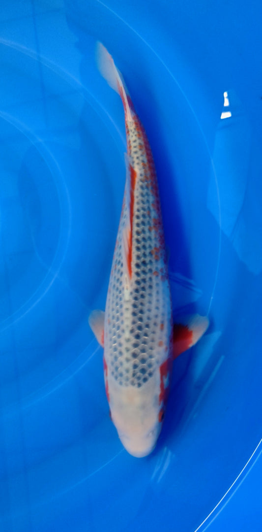 France Koï : Asagi Kado N42 cm