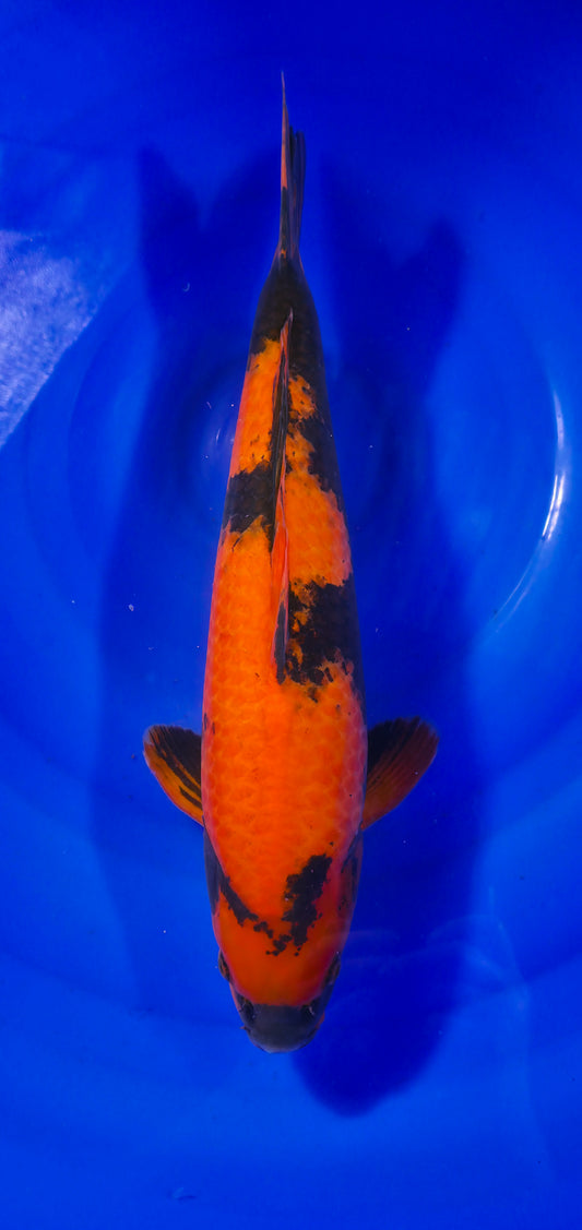 Maruseï: Hi utsuri 44cm (MAR010)