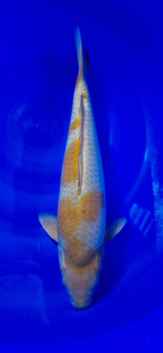 Hiroi: Ochiba 50cm (HIR001)