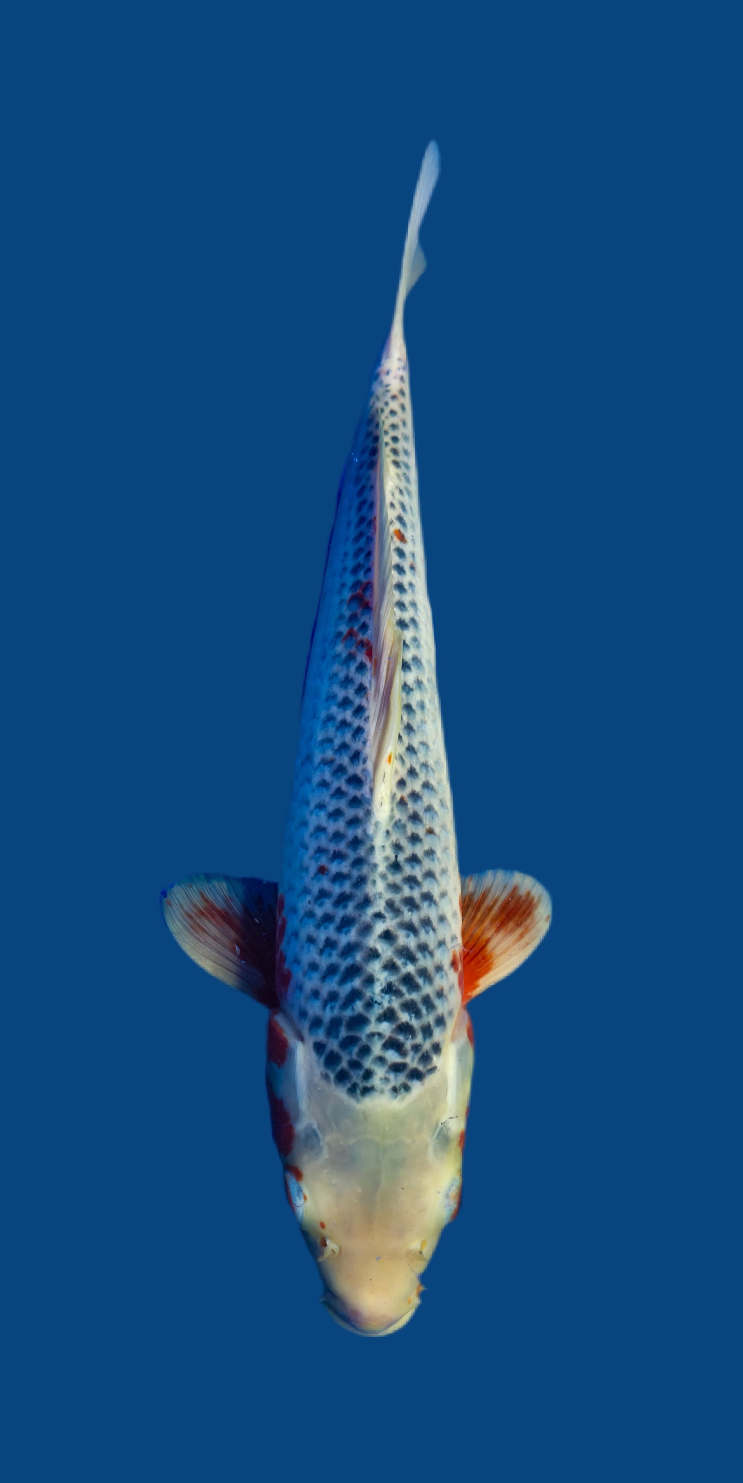 Papa Maruseï: Asagi 42cm (MAR022)