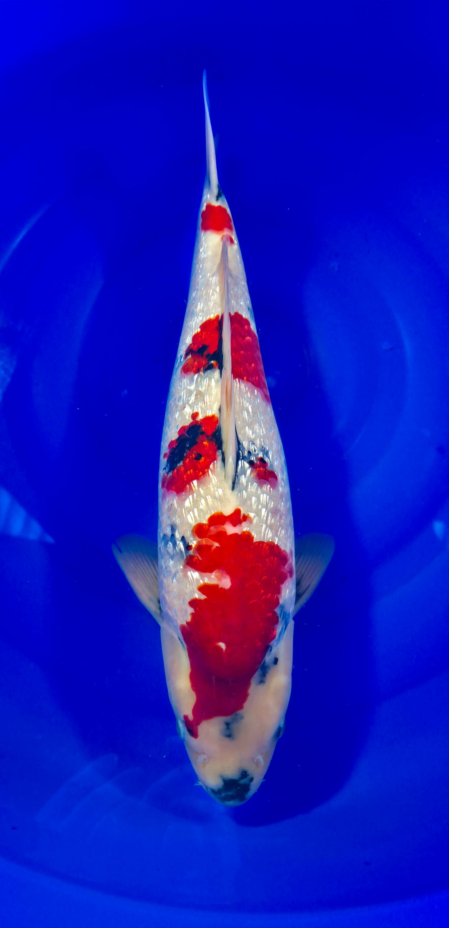Hiroi: Showas ginrin 53cm (HIR002)