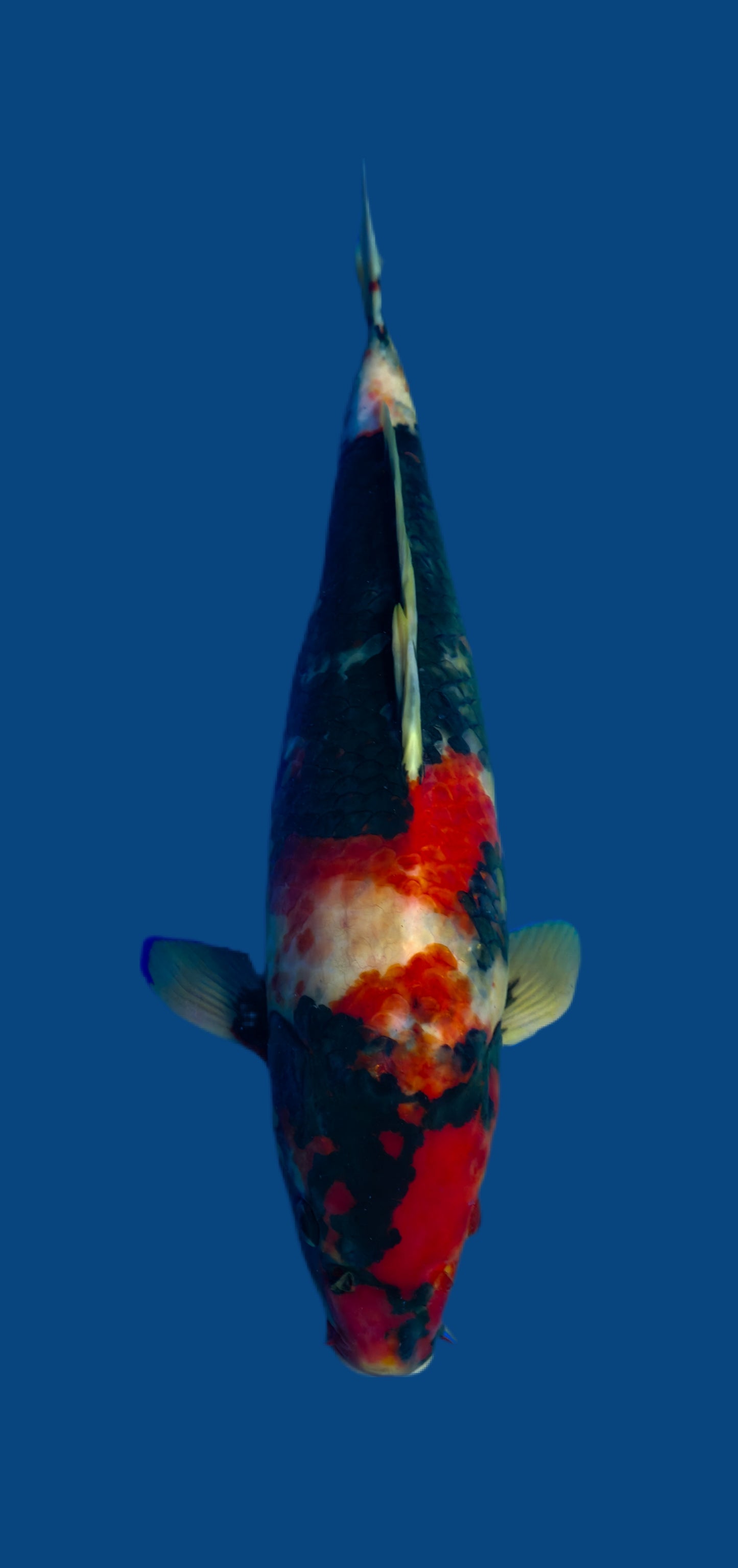 Papa Maruseï: Showa 46cm (MAR016)