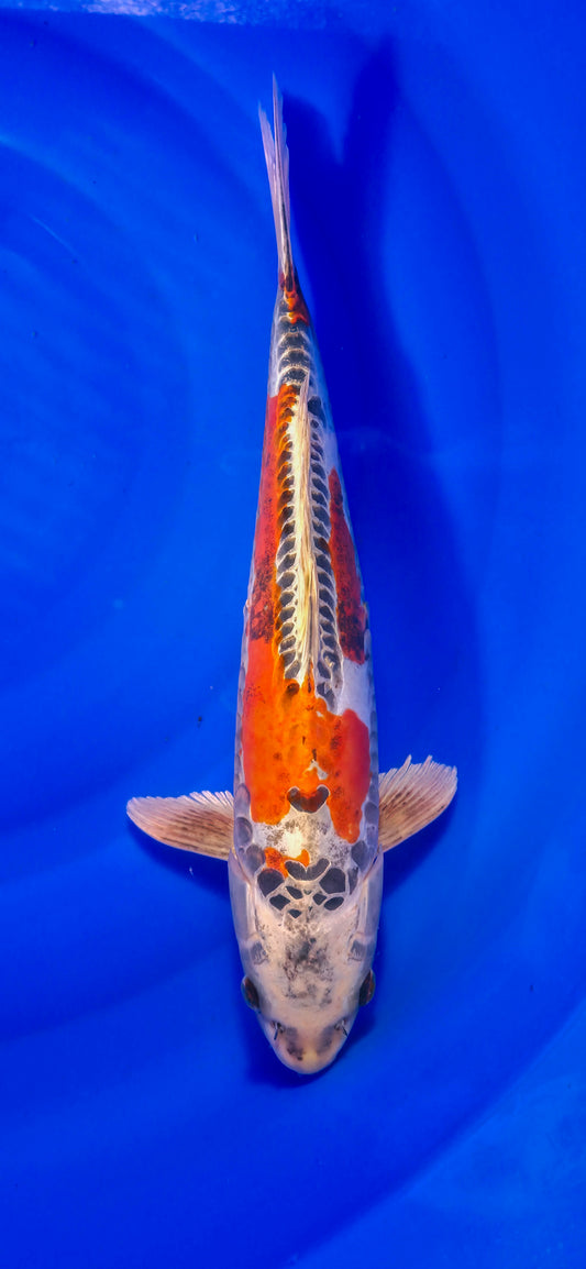 Papa Maruseï: Ki Kiko 42cm (MAR26002)