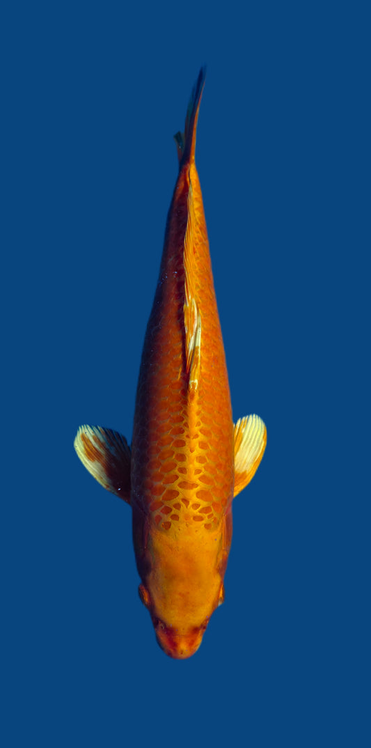 Papa Maruseï: Orenji ogon 41cm (MAR018)