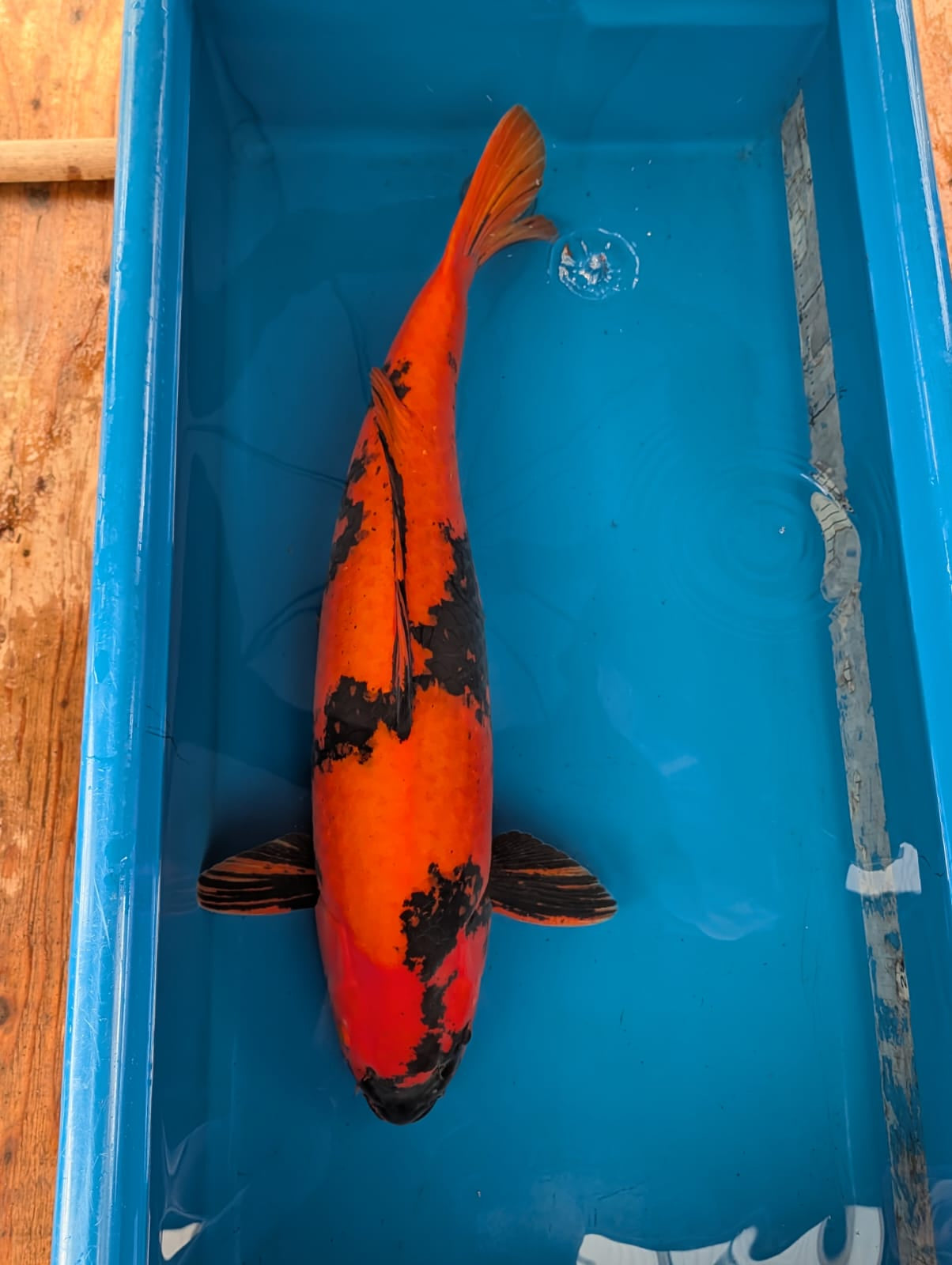 Papa Maruseï : Hi Utsuri 82cm (Ex Tategoi) VHQ