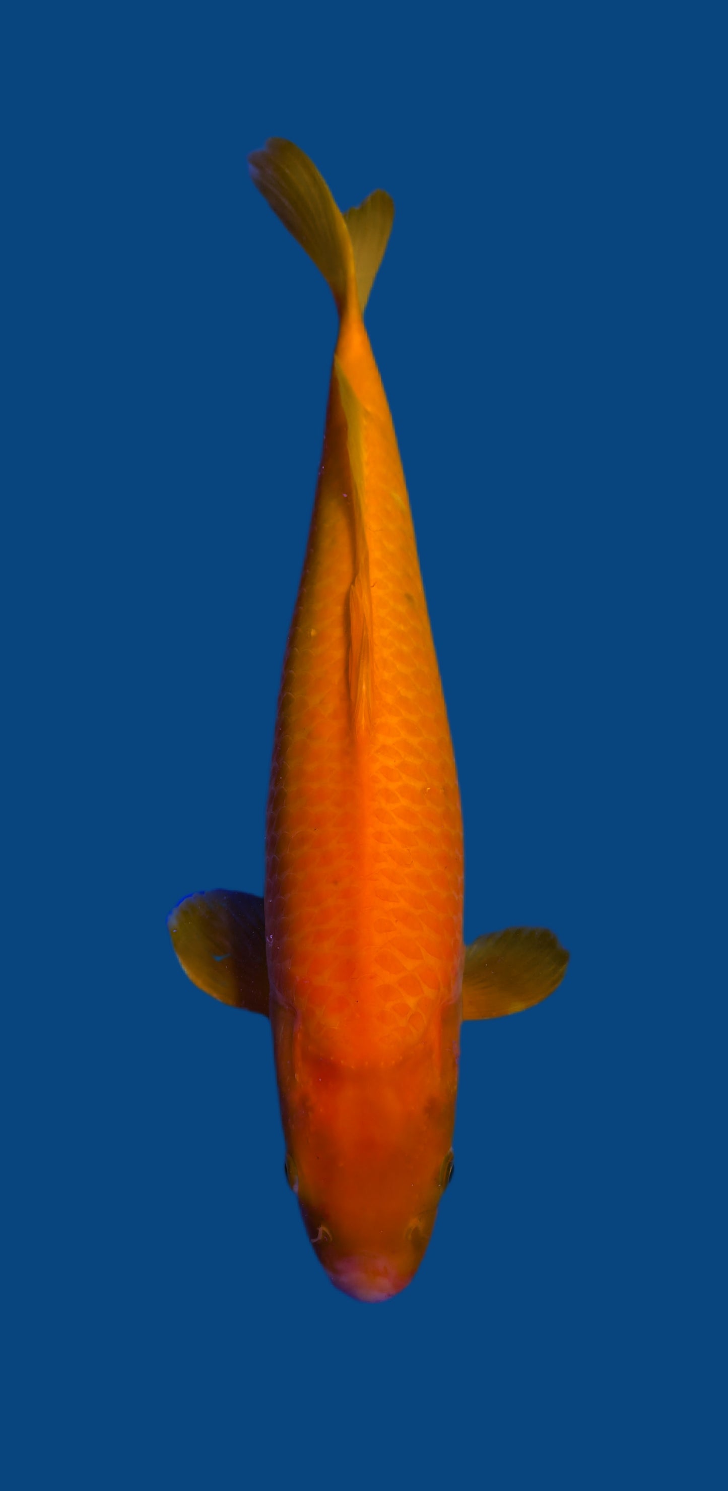 Papa Maruseï: Reg karashigoi 47cm (MAR015)