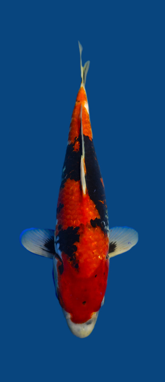 Papa Maruseï: Showa 42cm (MAR024)