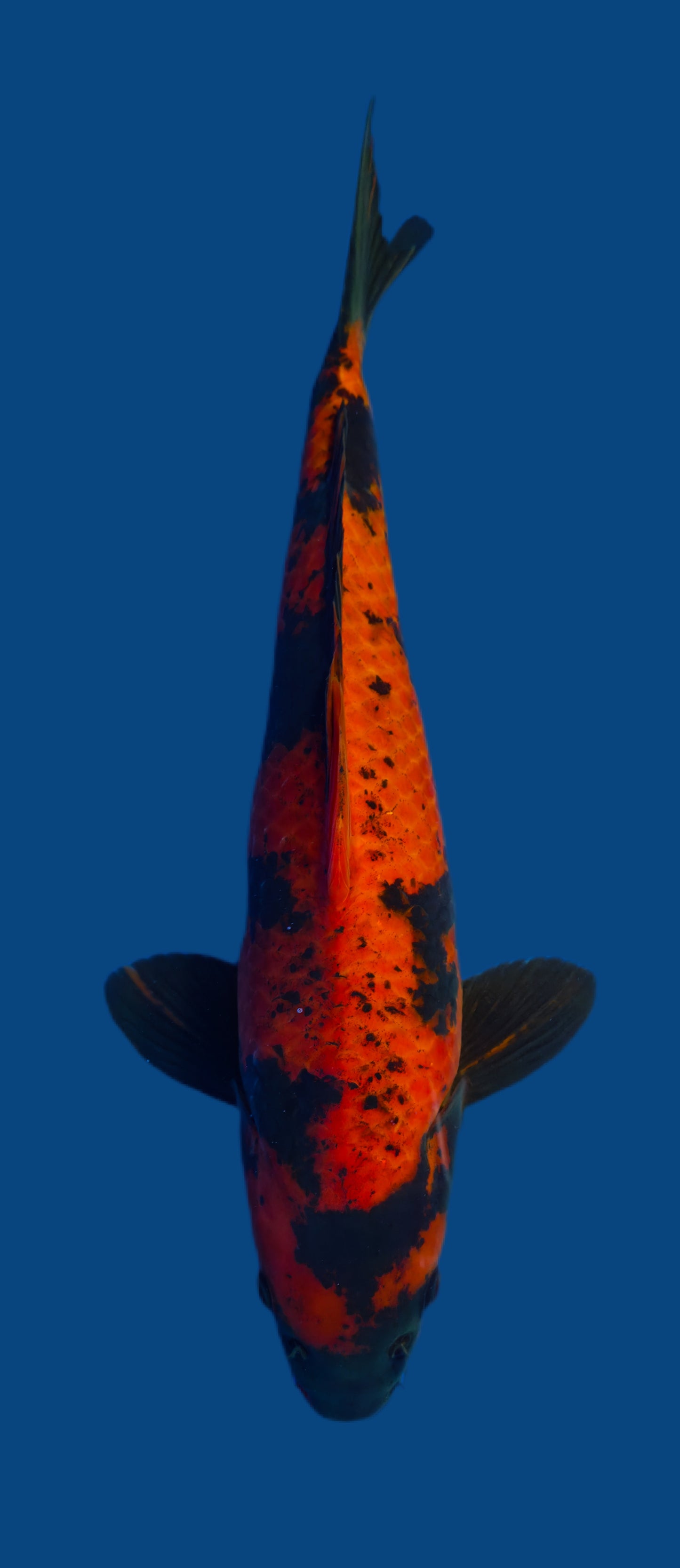 Papa Maruseï: Hi utsuri 45cm (MAR020)