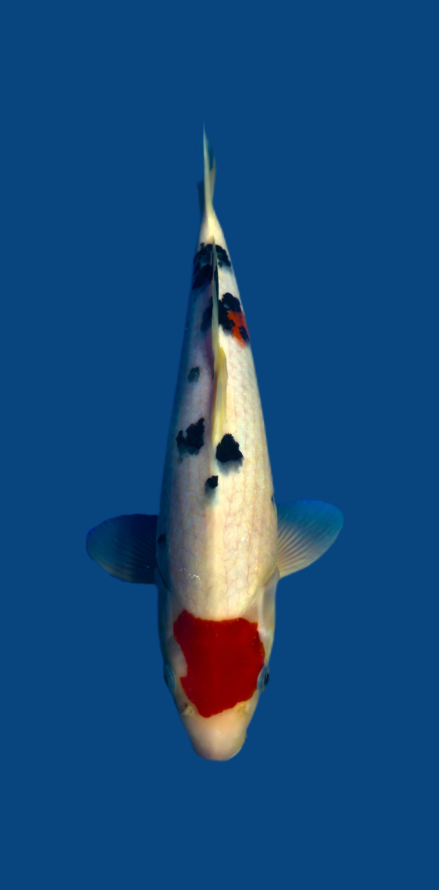 Papa Maruseï: Tancho sanke 36cm (MAR017)