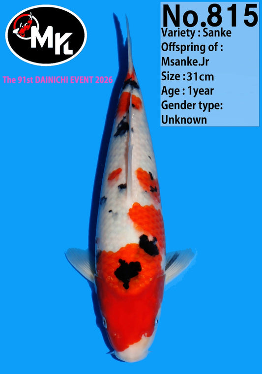 Dainichi: Sanke T31-N815