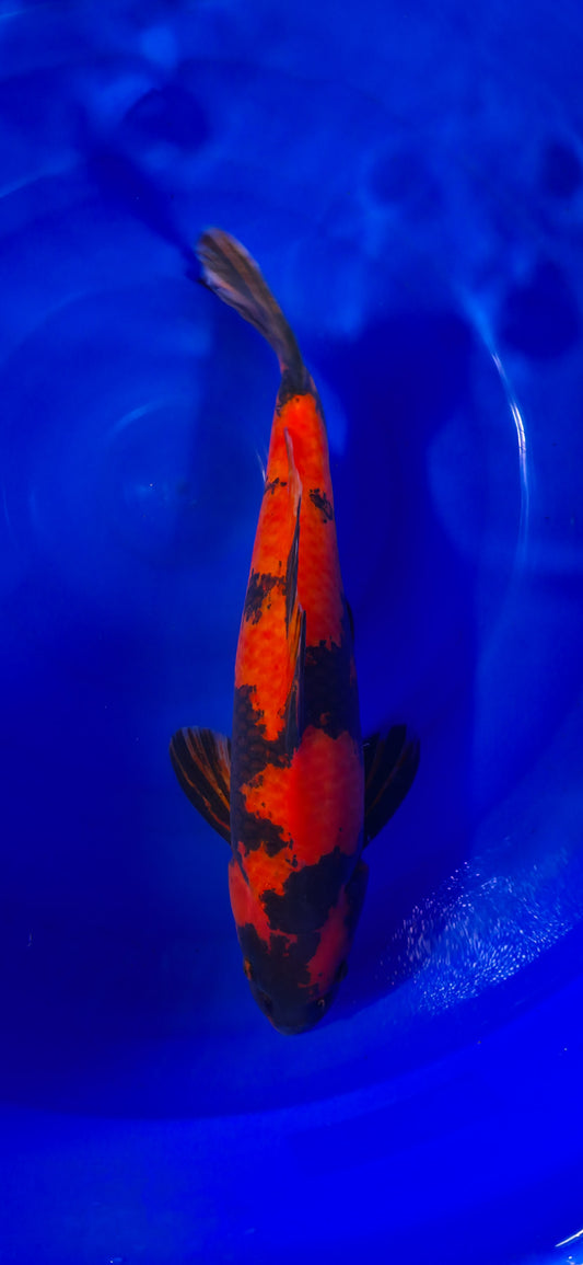 Papa Maruseï: Hi utsuri 50cm (MAR007)