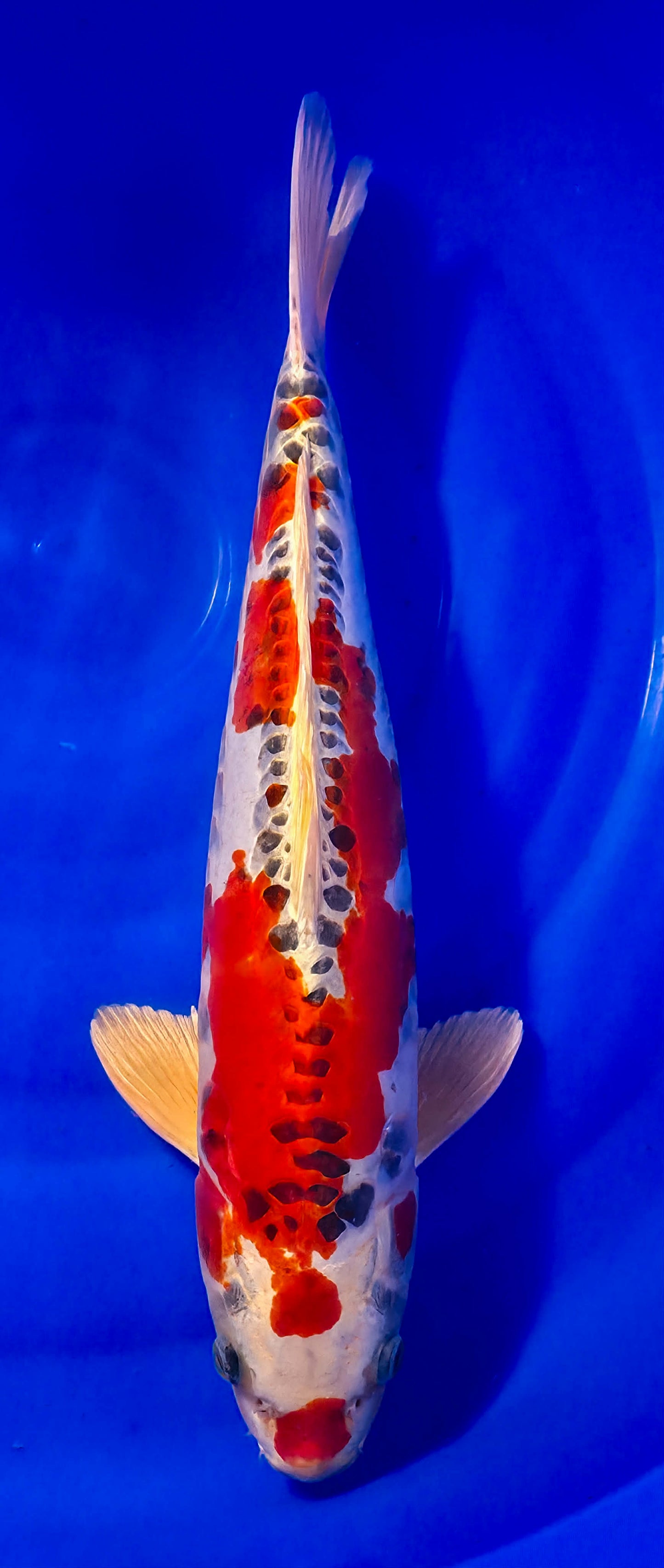 Papa Maruseï: Ki kiko 45cm (MAR012)