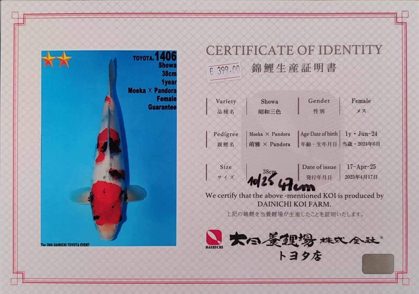 Dainichi : Showa (DAIN25001) (DAIN25002)