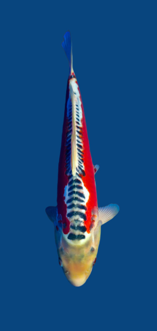 Maruhiro: Shusui 41cm (MHI10)